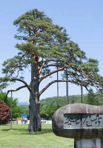 정이품송
